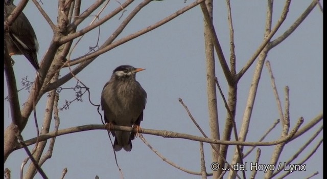 White-cheeked Starling - ML201385311