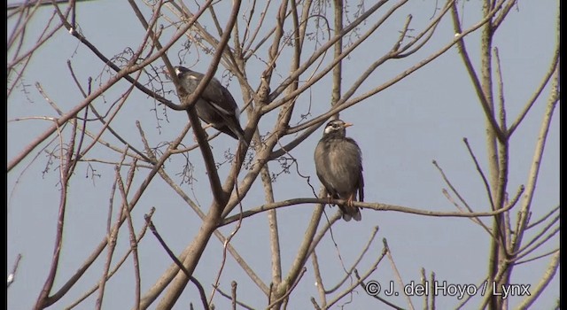 White-cheeked Starling - ML201385321