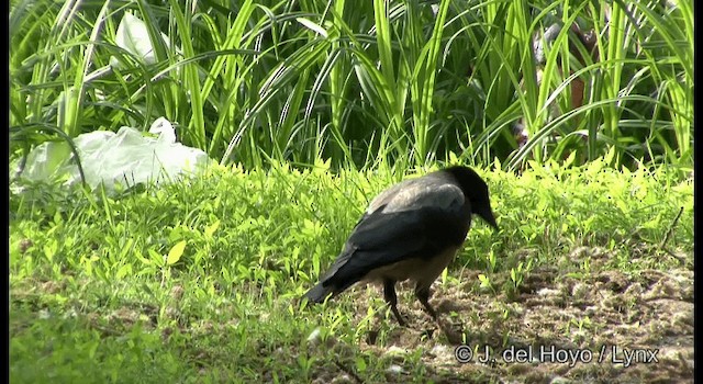 Hooded Crow (Hooded) - ML201385521