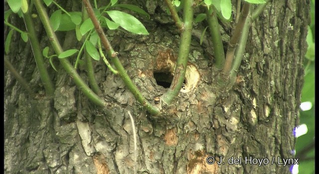 Eurasian Blue Tit - ML201385531