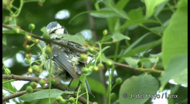 Eurasian Blue Tit - ML201385541