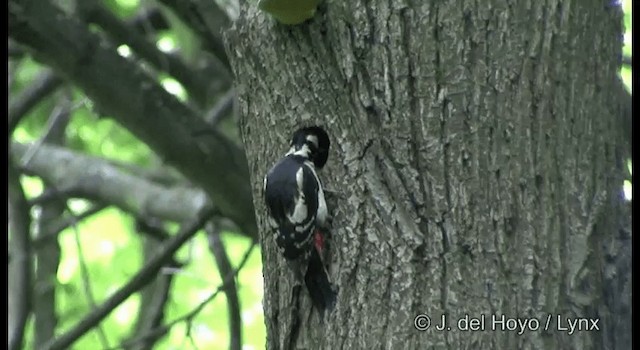 Great Spotted Woodpecker (Great Spotted) - ML201385561