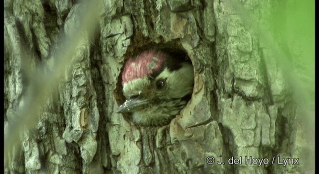 Lesser Spotted Woodpecker - ML201385571