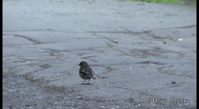 Common Chaffinch - ML201385581