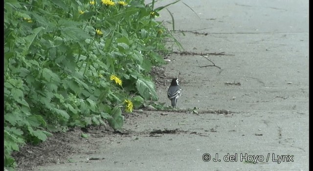 White Wagtail (White-faced) - ML201385601