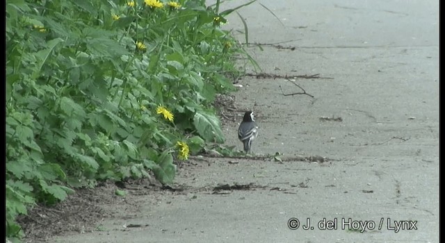 Ak Kuyruksallayan (alba/dukhunensis) - ML201385601