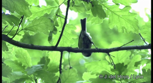 Great Tit (Great) - ML201385611