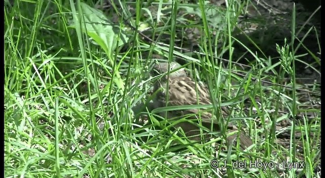 House Sparrow - ML201385621