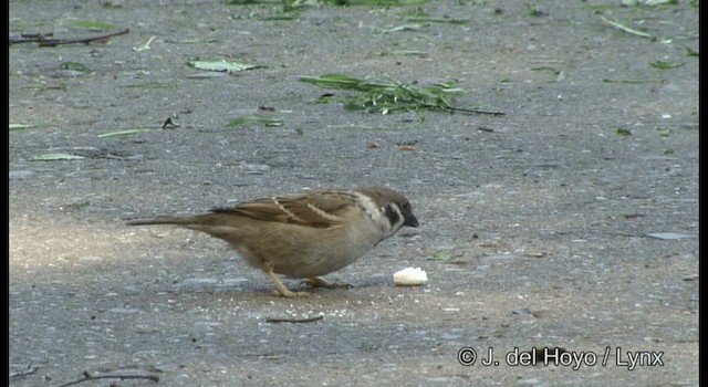 Eurasian Tree Sparrow - ML201385631