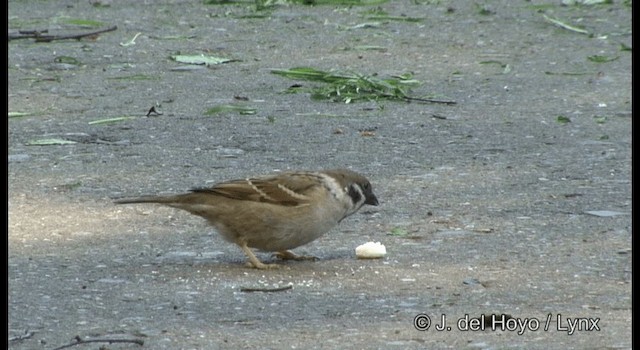 スズメ - ML201385631