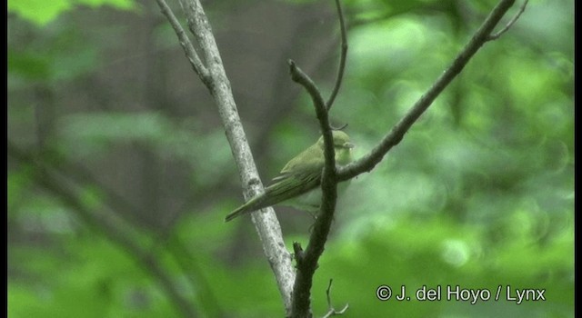 Wood Warbler - ML201385641