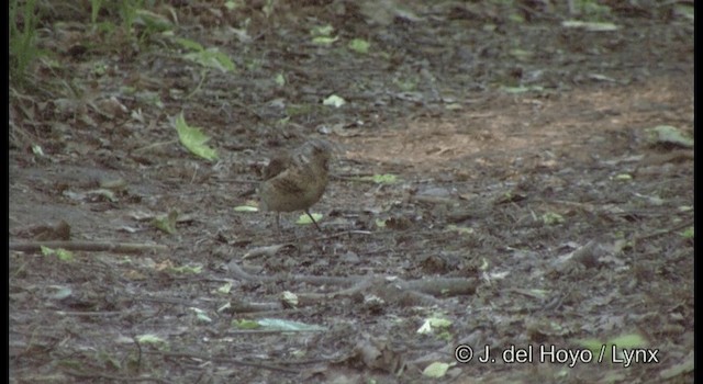 Fieldfare - ML201385661