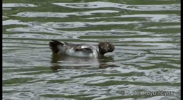 Common Goldeneye - ML201385791