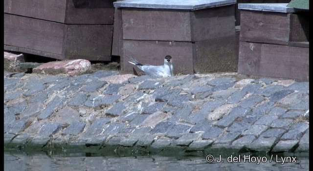 Common Tern (hirundo/tibetana) - ML201385801