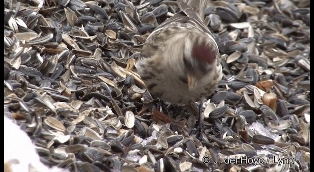 Common Redpoll (flammea) - ML201385851