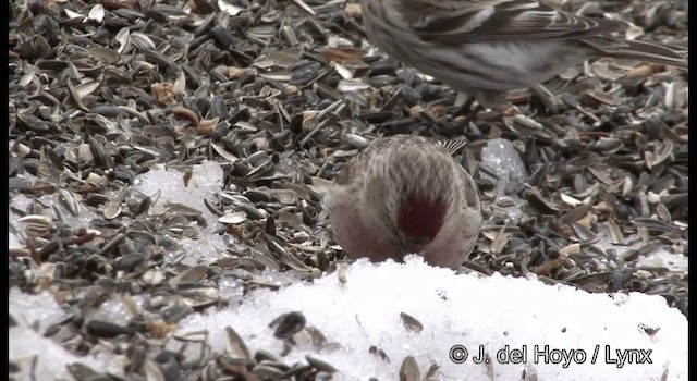Redpoll (flammea) - ML201385861