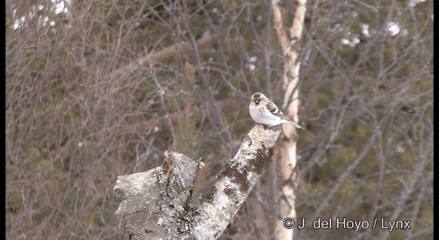 Redpoll (flammea) - ML201385871