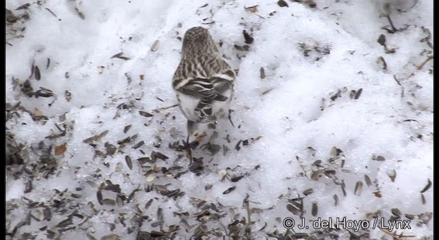 Redpoll (flammea) - ML201385881