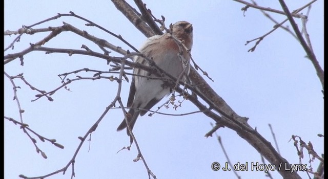 Redpoll (flammea) - ML201385891