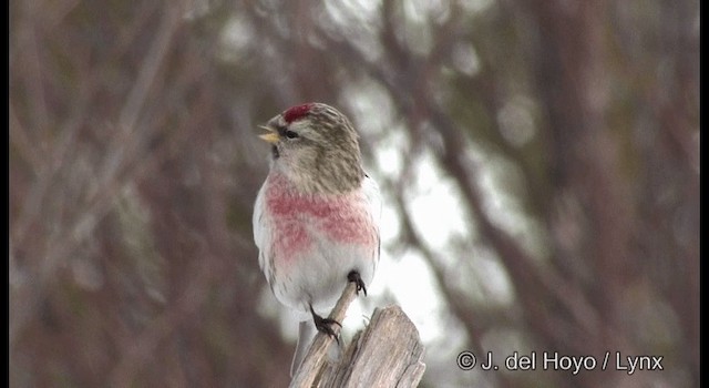 Redpoll (flammea) - ML201385901