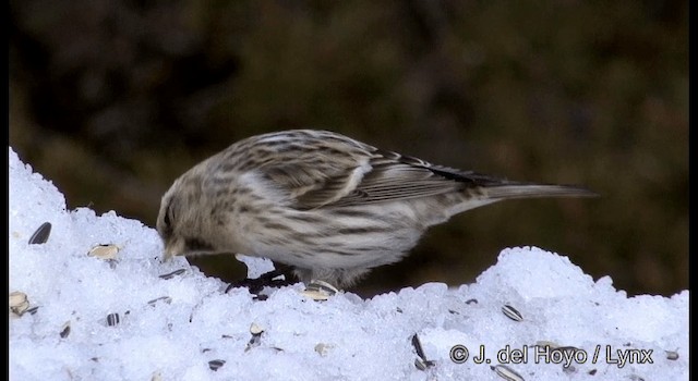 Redpoll (flammea) - ML201385911