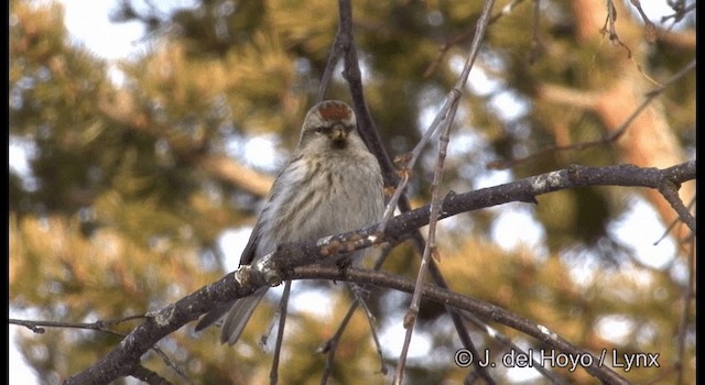 Redpoll (flammea) - ML201385921