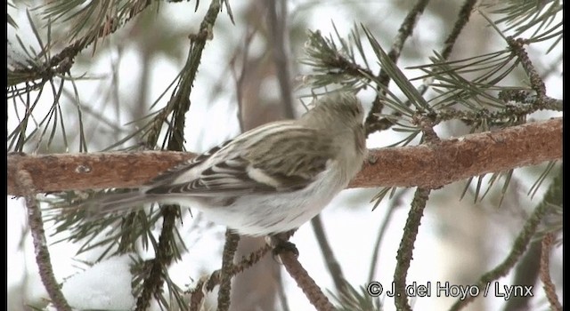 Hoary Redpoll (exilipes) - ML201385931