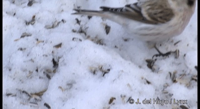 Redpoll (exilipes) - ML201385941