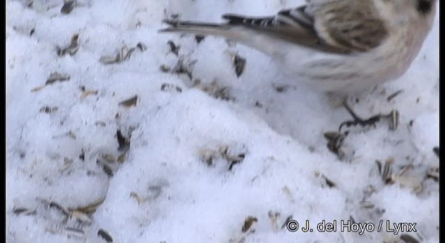 Hoary Redpoll (exilipes) - ML201385941