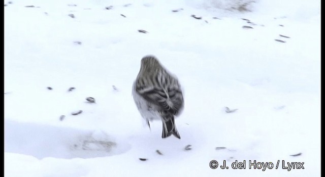 Hoary Redpoll (exilipes) - ML201385951