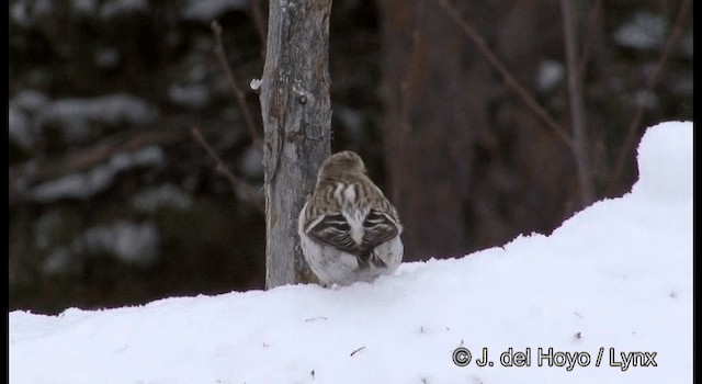 Hoary Redpoll (exilipes) - ML201385961