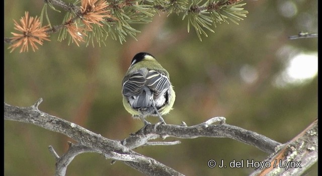 Kaskabeltz handia [major Taldekoa] - ML201385991