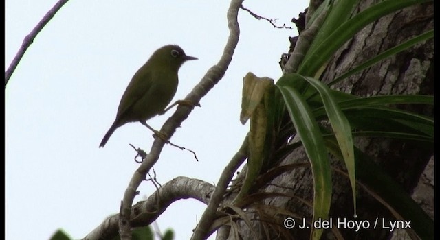 Salomonenbrillenvogel - ML201386041