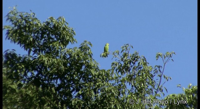 キガシラインコ - ML201386061