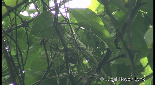 Banded White-eye - ML201386081