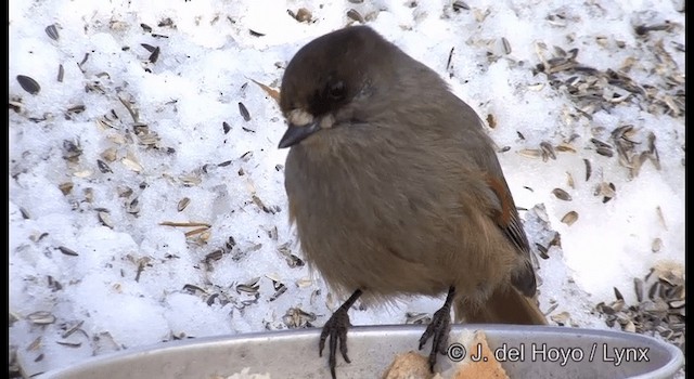 Siberian Jay - ML201386091