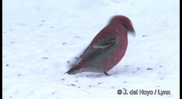 Pine Grosbeak (Eurasian) - ML201386111