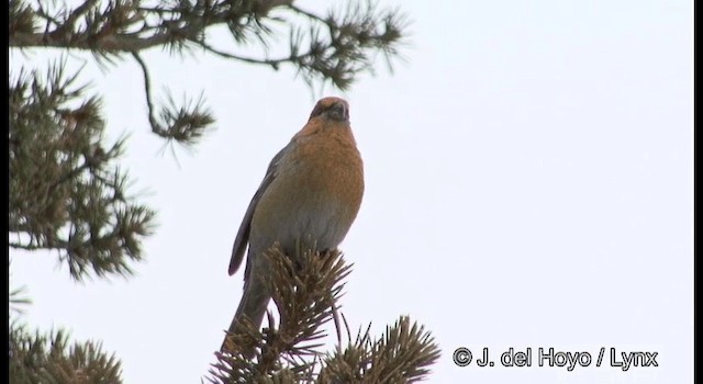 Pine Grosbeak (Eurasian) - ML201386121