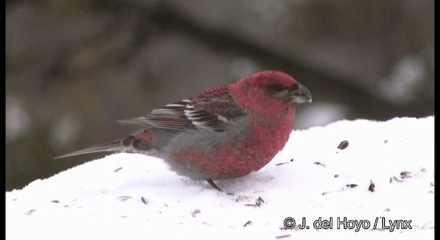 Pine Grosbeak (Eurasian) - ML201386131