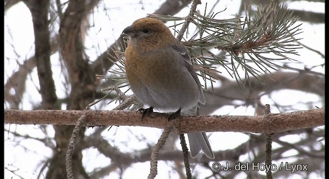 Pine Grosbeak (Eurasian) - ML201386141