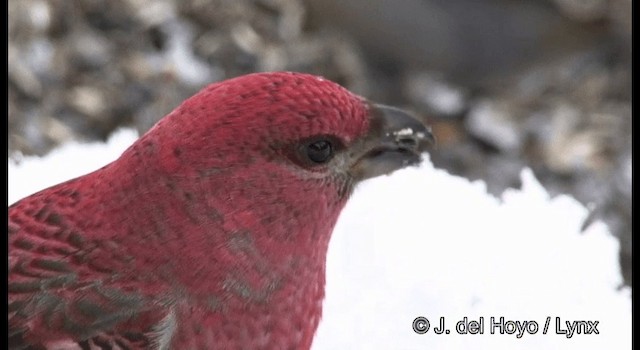 Pine Grosbeak (Eurasian) - ML201386151