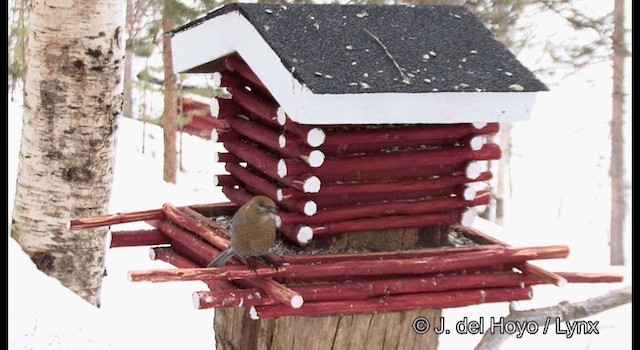 Pine Grosbeak (Eurasian) - ML201386161