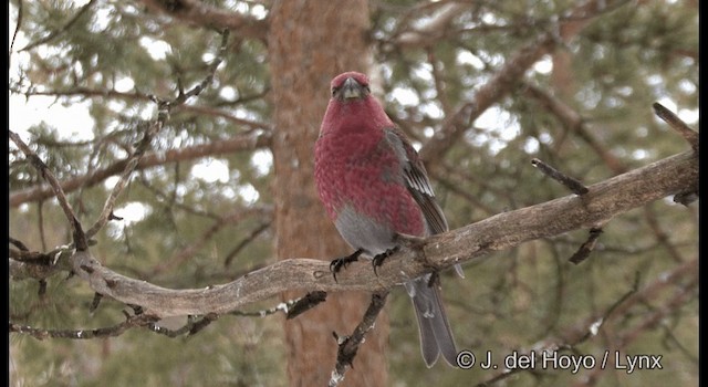 Pine Grosbeak (Eurasian) - ML201386171