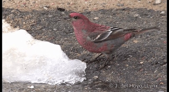 Pine Grosbeak (Eurasian) - ML201386181