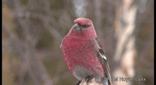 Pine Grosbeak (Eurasian) - ML201386191