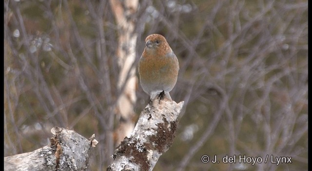 Pine Grosbeak (Eurasian) - ML201386211