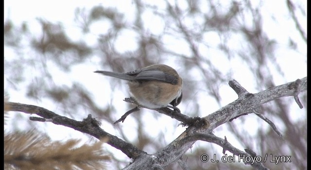 Kaskabeltz laponiarra - ML201386221