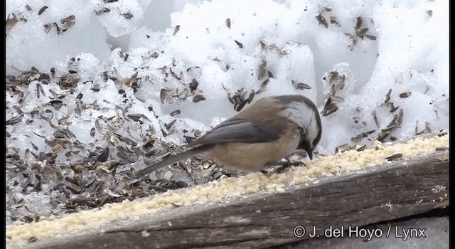 Kaskabeltz laponiarra - ML201386231