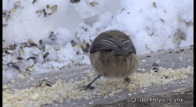 Kaskabeltz laponiarra - ML201386241