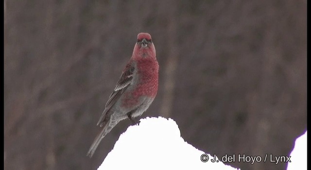 Pine Grosbeak (Eurasian) - ML201386321